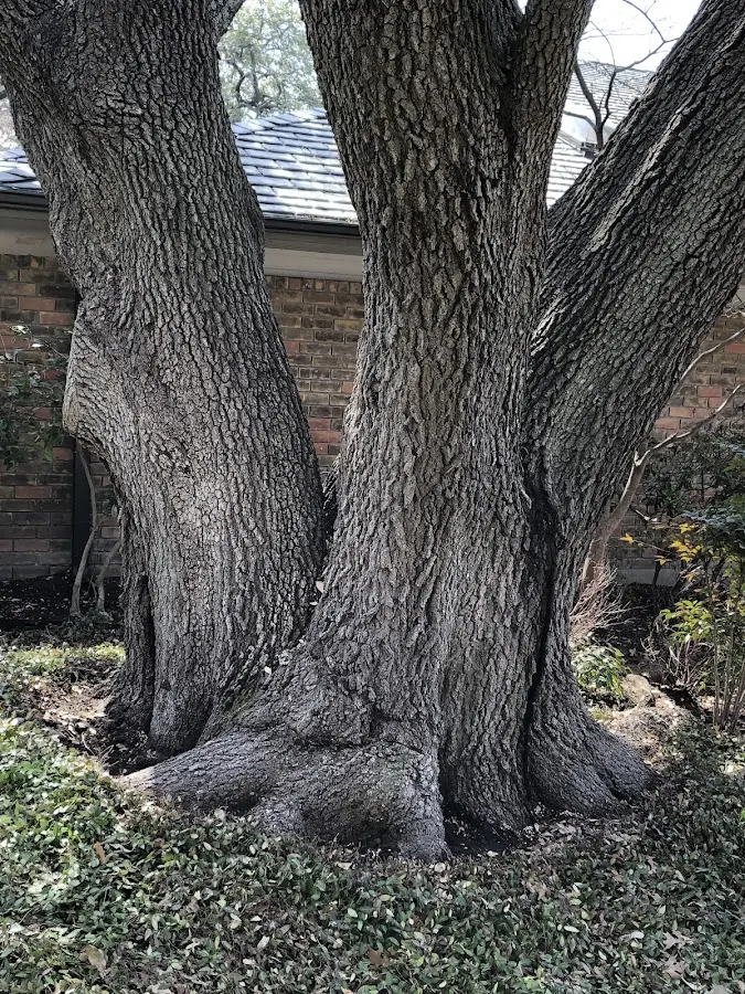 Mature heritage tree close to a Chefornak property cared for by certified arborists